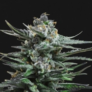 Blue Acid Auto cannabis plants in bloom, grown from Feminized seeds – ideal for home cultivation from Kalashnikov Seeds