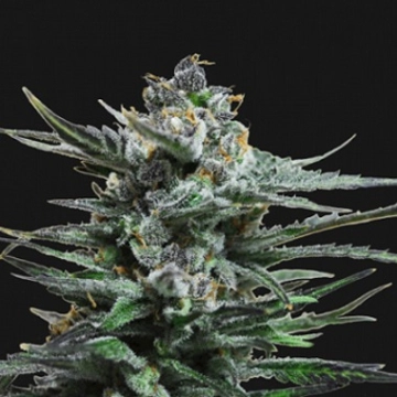 Blue Acid Auto cannabis plants in bloom, grown from Feminized seeds – ideal for home cultivation from Kalashnikov Seeds