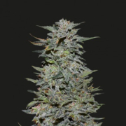 Boy Scout Cookies cannabis plants in bloom, grown from Feminised seeds – ideal for home cultivation from Kalashnikov Seeds