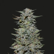 Boy Scout Cookies cannabis plants in bloom, grown from Feminized seeds – ideal for home cultivation from Kalashnikov Seeds
