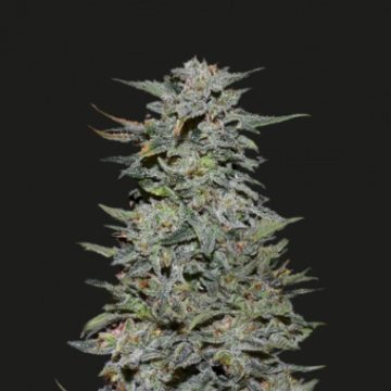 Boy Scout Cookies cannabis plants in bloom, grown from Feminised seeds – ideal for home cultivation from Kalashnikov Seeds