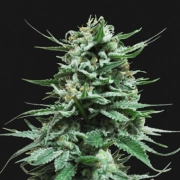 Northern Russian Auto cannabis plants in bloom, grown from Feminized seeds – ideal for home cultivation from Kalashnikov Seeds