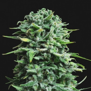 Siberian Haze Auto cannabis plants in bloom, grown from Automatic seeds – ideal for home cultivation from Kalashnikov Seeds