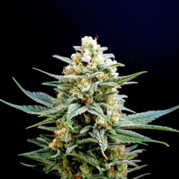 Kritikal-K cannabis plants in bloom, grown from Feminised seeds – ideal for home cultivation from Kannabia Seeds