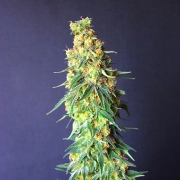 White Domina CBD cannabis plants in bloom, grown from Feminized seeds – ideal for home cultivation from Kannabia Seeds
