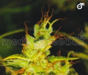 2046 cannabis plants in bloom, grown from Feminized seeds – ideal for home cultivation from Medical Seeds