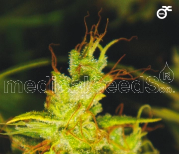 2046 cannabis plants in bloom, grown from Feminized seeds – ideal for home cultivation from Medical Seeds