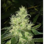 Bluehell cannabis plants in bloom, grown from Feminised seeds – ideal for home cultivation from Medical Seeds