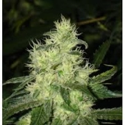 Bluehell cannabis plants in bloom, grown from Feminized seeds – ideal for home cultivation from Medical Seeds
