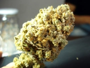 Channel + cannabis plants in bloom, grown from Feminized seeds – ideal for home cultivation from Medical Seeds