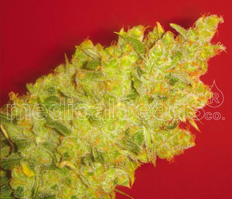 Jack La Mota – Medical Seeds – Feminized