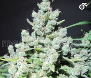 Malakoff cannabis plants in bloom, grown from Feminized seeds – ideal for home cultivation from Medical Seeds