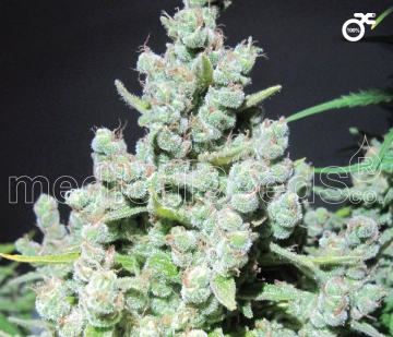 Malakoff cannabis plants in bloom, grown from Feminized seeds – ideal for home cultivation from Medical Seeds