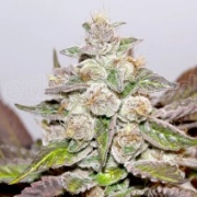 Mendocino Purple Kush cannabis plants in bloom, grown from Feminized seeds – ideal for home cultivation from Medical Seeds