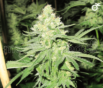No Name cannabis plants in bloom, grown from Feminised seeds – ideal for home cultivation from Medical Seeds