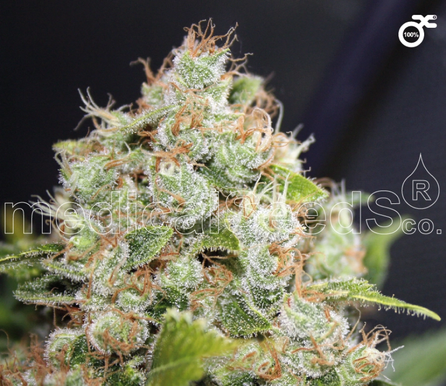 Sour Diesel – Medical Seeds – Feminized