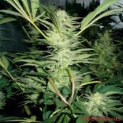White Widow cannabis plants in bloom, grown from Feminized seeds – ideal for home cultivation from Medical Seeds