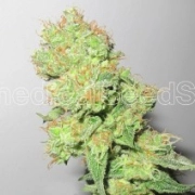 Y Griega CBD cannabis plants in bloom, grown from Feminized seeds – ideal for home cultivation from Medical Seeds