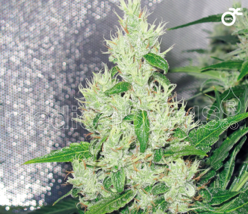 Y Griega cannabis plants in bloom, grown from Feminised seeds – ideal for home cultivation from Medical Seeds