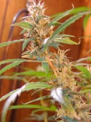 Afghan Haze cannabis plants in bloom, grown from Regular seeds – ideal for home cultivation from Mr Nice Seedbank