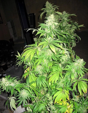 Critical Mass cannabis plants in bloom, grown from Regular seeds – ideal for home cultivation from Mr Nice Seedbank