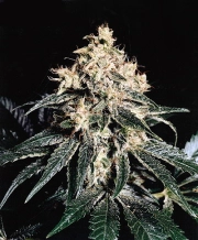 Devil Regular cannabis plants in bloom, grown from Regular seeds – ideal for home cultivation from Mr Nice Seedbank