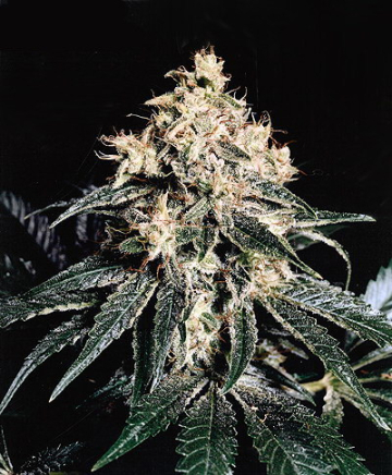 Devil Regular cannabis plants in bloom, grown from Regular seeds – ideal for home cultivation from Mr Nice Seedbank
