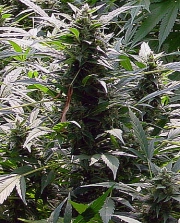 Dreamtime cannabis plants in bloom, grown from Regular seeds – ideal for home cultivation from Mr Nice Seedbank