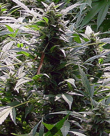 Dreamtime cannabis plants in bloom, grown from Regular seeds – ideal for home cultivation from Mr Nice Seedbank