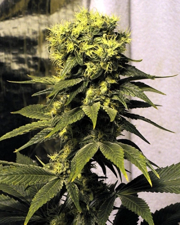 Early Queen cannabis plants in bloom, grown from Regular seeds – ideal for home cultivation from Mr Nice Seedbank