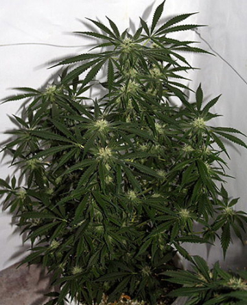 Early Pearl Skunk x Haze cannabis plants in bloom, grown from Regular seeds – ideal for home cultivation from Mr Nice Seedbank