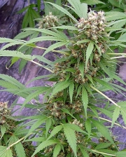 Early Pearl x Skunk cannabis plants in bloom, grown from Regular seeds – ideal for home cultivation from Mr Nice Seedbank