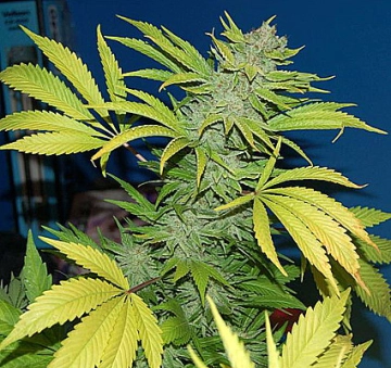 G13 Skunk cannabis plants in bloom, grown from Regular seeds – ideal for home cultivation from Mr Nice Seedbank