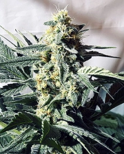 G13 Widow cannabis plants in bloom, grown from Regular seeds – ideal for home cultivation from Mr Nice Seedbank