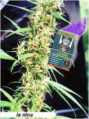 La Nina Regular  cannabis plants in bloom, grown from Regular seeds – ideal for home cultivation from Mr Nice Seedbank