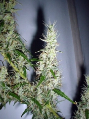 Mango Haze cannabis plants in bloom, grown from Regular seeds – ideal for home cultivation from Mr Nice Seedbank
