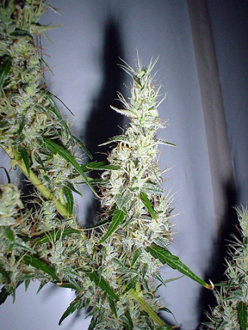 Mango Haze cannabis plants in bloom, grown from Regular seeds – ideal for home cultivation from Mr Nice Seedbank