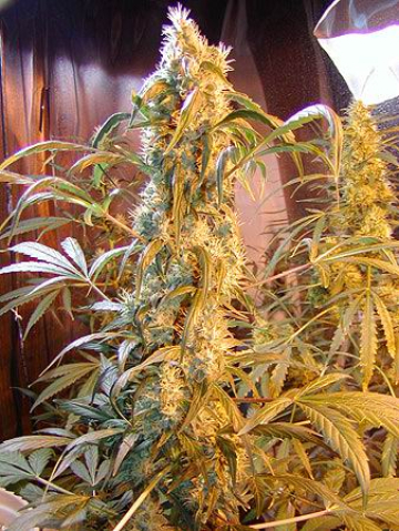 Mango Widow cannabis plants in bloom, grown from Regular seeds – ideal for home cultivation from Mr Nice Seedbank