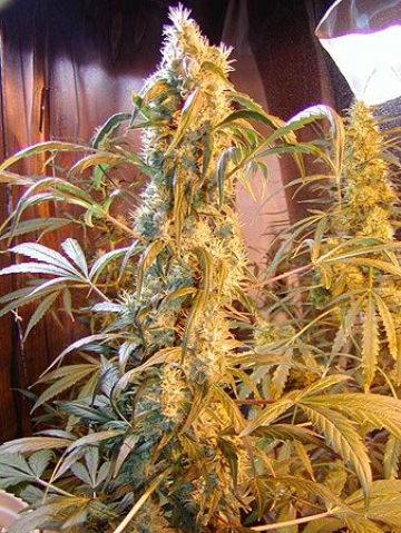 Mango Widow cannabis plants in bloom, grown from Regular seeds – ideal for home cultivation from Mr Nice Seedbank