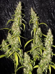 Neville's Haze cannabis plants in bloom, grown from Regular seeds – ideal for home cultivation from Mr Nice Seedbank