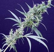 Neville's Haze x Mango Regular  cannabis plants in bloom, grown from Regular seeds – ideal for home cultivation from Mr Nice Seedbank