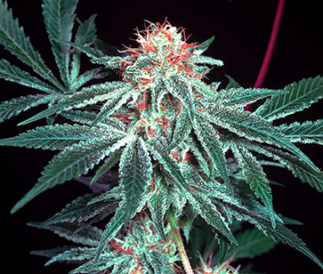 Shark Shock cannabis plants in bloom, grown from Regular seeds – ideal for home cultivation from Mr Nice Seedbank