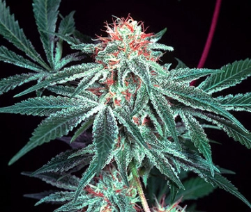 Shark Shock cannabis plants in bloom, grown from Regular seeds – ideal for home cultivation from Mr Nice Seedbank