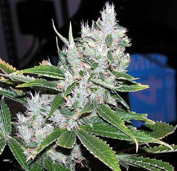 Spice cannabis plants in bloom, grown from Regular seeds – ideal for home cultivation from Mr Nice Seedbank