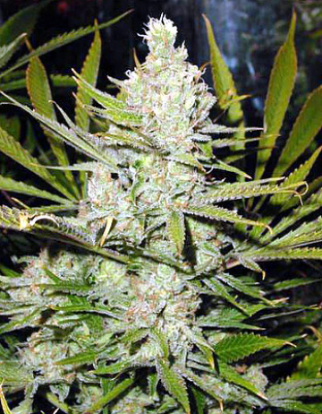 Super Silver Haze cannabis plants in bloom, grown from Regular seeds – ideal for home cultivation from Mr Nice Seedbank