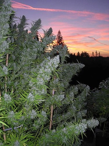 Walkabout cannabis plants in bloom, grown from Regular seeds – ideal for home cultivation from Mr Nice Seedbank