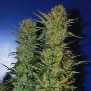 AK 48 cannabis plants in bloom, grown from Feminised seeds – ideal for home cultivation from Nirvana Seeds