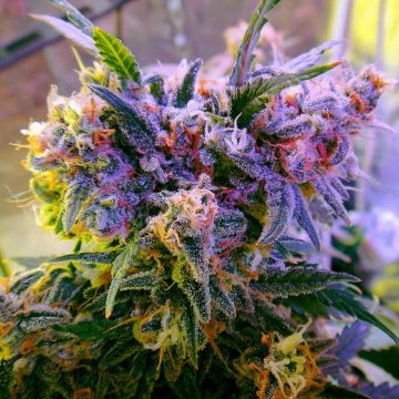 Aurora Indica cannabis plants in bloom, grown from Feminized seeds – ideal for home cultivation from Nirvana Seeds