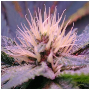 Auto Blue Mystic cannabis plants in bloom, grown from Automatic seeds – ideal for home cultivation from Nirvana Seeds