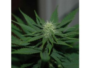 Auto Jock Horror cannabis plants in bloom, grown from Automatic seeds – ideal for home cultivation from Nirvana Seeds